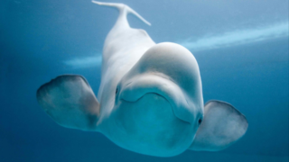 В России одобрили законопроект о запрете вылова китов, дельфинов и морских свиней