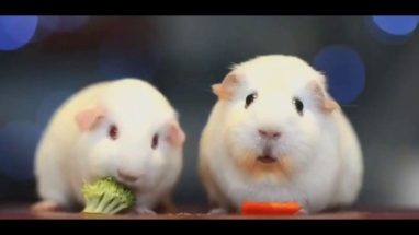 Мыши впали в депрессию, увидев, как страдает их сородич