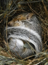 Московские сурки предсказали суровую зиму