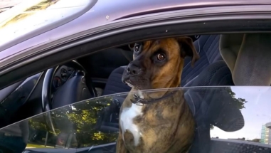 Российских операторов каршеринга будут штрафовать за пьяных водителей