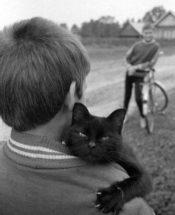 Из московских приютов черных кошек забирают в три раза реже, чем остальных