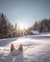 Россияне в ожидании снегопадов скупили лопаты и щетки