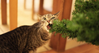 Искусственные ели в этом году подорожали на 20-25% 