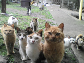 В Москве посчитали всех бездомных кошек