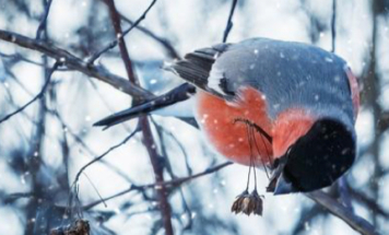 В Москву на зимовку прилетели первые перелетные птицы