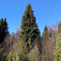 Главную новогоднюю ель страны срубят в Подмосковье