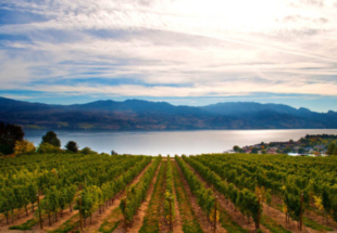 Российским винодельням выделят более 7 млрд рублей на развитие отрасли