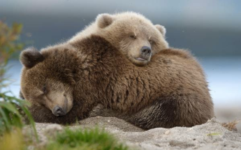 Медведи Роза и Алладин из Московского зоопарка впали в спячку