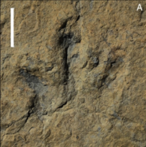 Ученые обнаружили следы динозавров-спринтеров