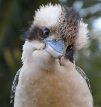 Альбом с голосами птиц обошел в музыкальном чарте ABBA, Мэрайю Кэри и The Weeknd