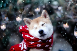 Кинолог назвал любимые породы собак россиян