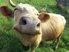 В мире заканчивается навоз 