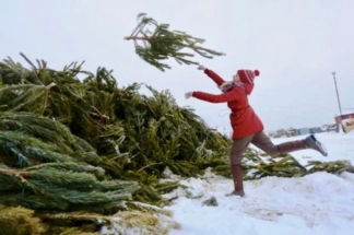 В Москве открыли пункты по утилизации живых елей 