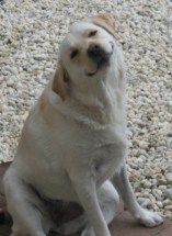  В Подмосковье планируют промаркировать всех домашних собак