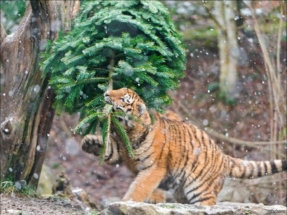 Почти две тысячи новогодних елей получили в дар питомцы Московского зоопарка во время праздников