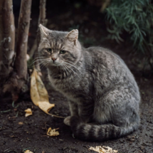 Из тропических оранжерей «Аптекарского огорода» выселяют котов