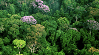 Ученым предстоит открыть около 9 тыс. новых видов деревьев