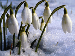 В Москве зацвели подснежники