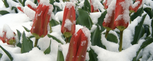 Синоптик рассказал, какая погода ждет россиян 8 марта