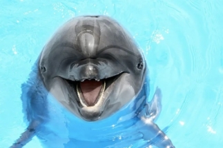 Госдума запрещает вылов дельфинов и китов для развлечений