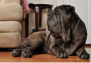 Волшебная ночь Джейн, Заветное желание Янош Монтеррей, Дон Карлеоне, Пупок и многие другие