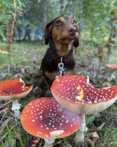 Российские ученые не верят в возможность общения грибов друг с другом