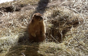 Из Московского зоопарка сбежал сурок Арчи