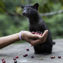 В России будут производить кофе, который добывается из экскрементов тропического зверя