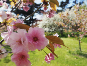 В Москве зацвела сакура
