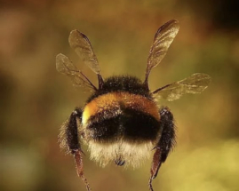 Россиян ожидает «медовое» лето