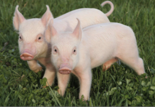 Впервые в мире клон создан автоматизировано, без участия человека