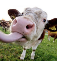 В Новой Зеландии хотят ввести налог на коровью отрыжку