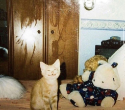 Ученые считают, что чем больше хозяин любит кошку, тем сильнее она царапает диван