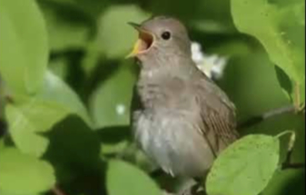 В Подмосковье не досчитались соловьев
