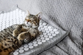 В Госдуме предлагают приобщаться к восточной традиционной медицине