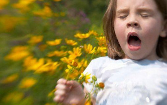 В этом году концентрация пыльцы может быть экстремально высокой