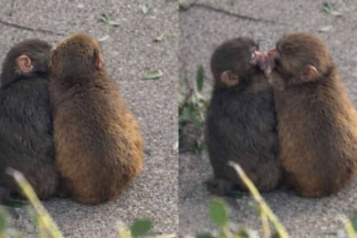 Панч нашел себе подружку по имени Момо-тян