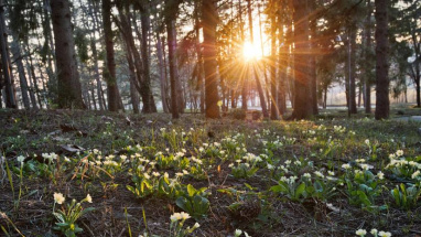 Сегодня в России настала Астрономическая весна