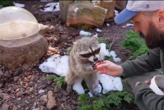 Банда енотов в Московском зоопарке вышли из зимней спячки