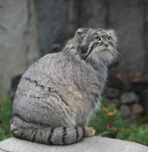 Манул Тимофей из Московского зоопарка остался без невесты