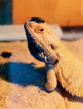 Мелочи жизни. 