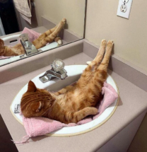 В Швеции запретили оставлять котов одних на целый день 