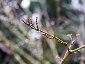 Единичные случаи набухания почек на растениях зафиксированы в Москве