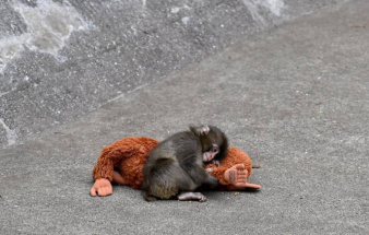 Панч стал меньше времени проводить с игрушечным орангутаном