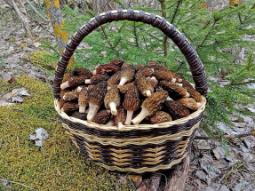 В столичном регионе весной ожидается грибной бум