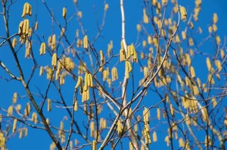 В России начался сезон аллергии