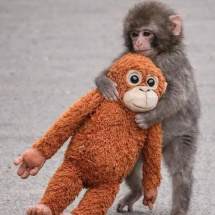 Панч получил в подарок мягкую игрушку и письмо от морского зайца из Московского зоопарка