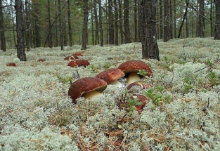 В Москве вырос спрос на грибные туры
