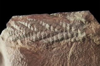 Ученые обнаружили в норвежской Арктике окаменелость старейшего доисторического живого существа, возраст которого 560 млн лет
